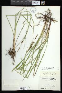 Carex angustata image