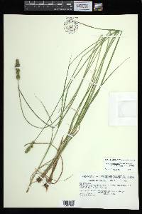 Carex annectens var. xanthocarpa image