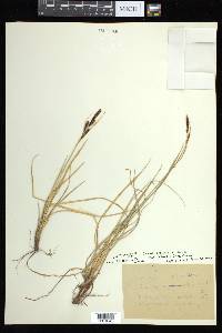 Carex aquatilis var. stans image