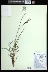 Carex aquatilis var. stans image