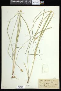 Carex arcta image