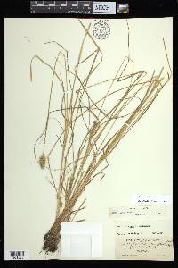 Carex arcta image