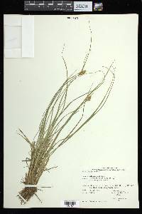 Carex arcta image