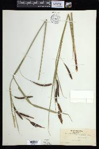 Carex aquatilis var. dives image