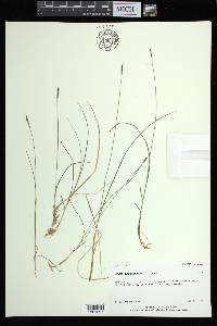 Carex anthoxanthea image