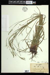 Carex arctata image