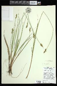 Carex arctiformis image