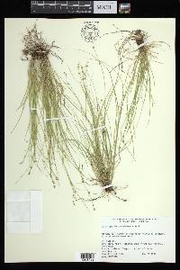 Carex appalachica image