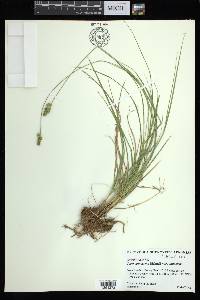 Carex annectens var. annectens image