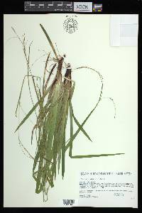 Carex arctata image