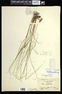 Carex annectens var. xanthocarpa image