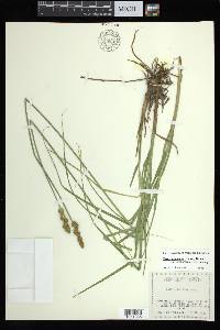 Carex annectens var. xanthocarpa image