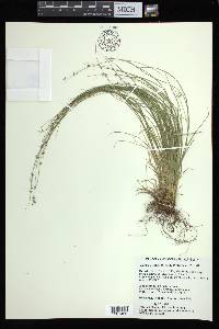 Carex appalachica image