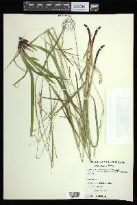 Carex arctata image