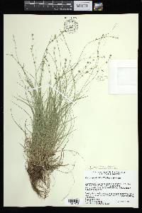 Carex appalachica image