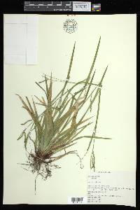 Carex arctata image