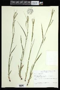 Carex arctata image