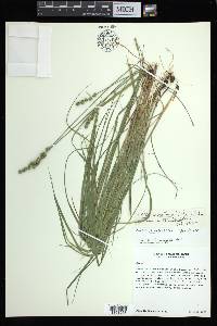 Carex annectens var. annectens image