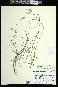 Carex arcta image