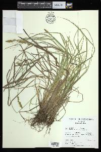 Carex arcta image