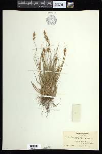 Carex arcta image