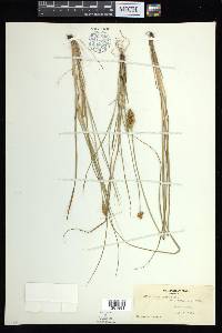 Carex arcta image