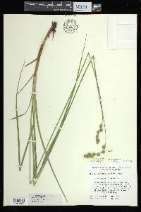 Carex argyrantha image