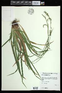 Carex arctata image