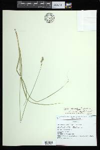 Carex argyrantha image