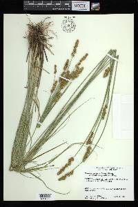 Carex annectens var. xanthocarpa image