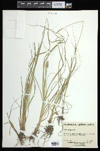 Carex arcta image