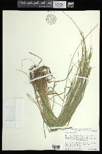 Carex arcta image