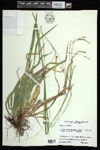 Carex arctata image