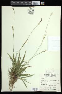 Carex arctata image