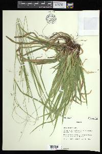 Carex arctata image