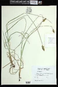 Carex arcta image