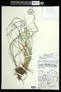 Carex arcta image