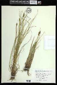 Carex arcta image