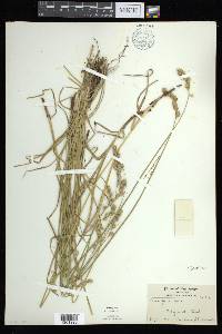 Carex argyrantha image