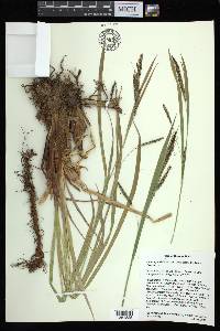 Carex aquatilis var. dives image