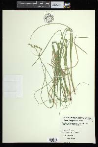 Carex argyrantha image