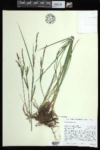 Carex angustata image