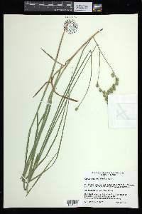 Carex argyrantha image