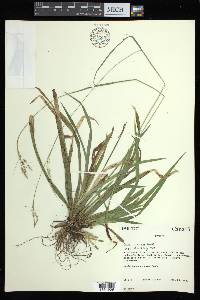 Carex arctata image