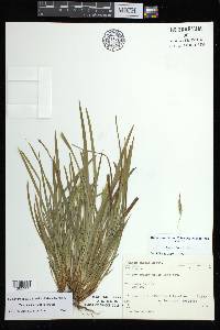 Carex backii image