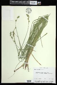 Carex argyrantha image