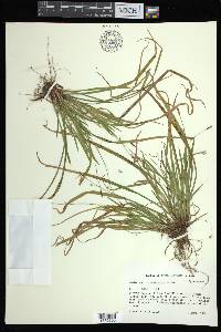 Carex austrocaroliniana image