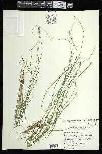 Carex atlantica subsp. capillacea image