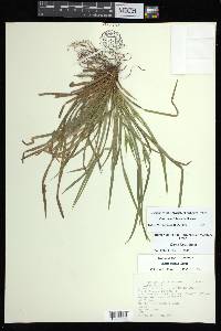 Carex backii image