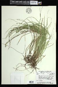 Carex atlantica subsp. atlantica image